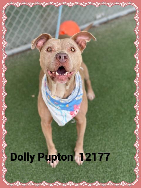 DOLLY PUPTON