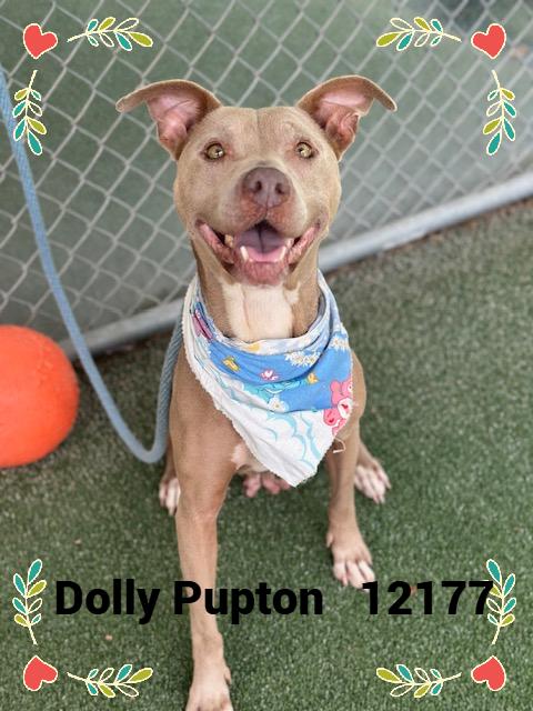 DOLLY PUPTON