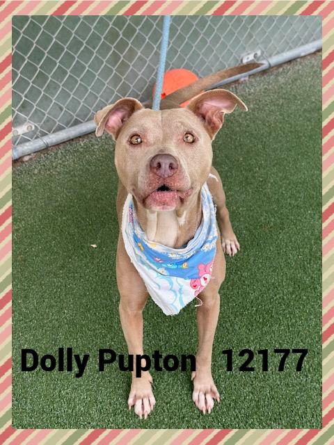 DOLLY PUPTON