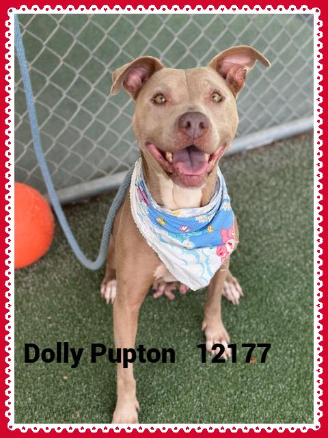 DOLLY PUPTON
