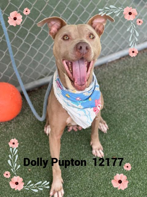 DOLLY PUPTON