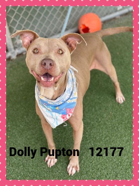 DOLLY PUPTON