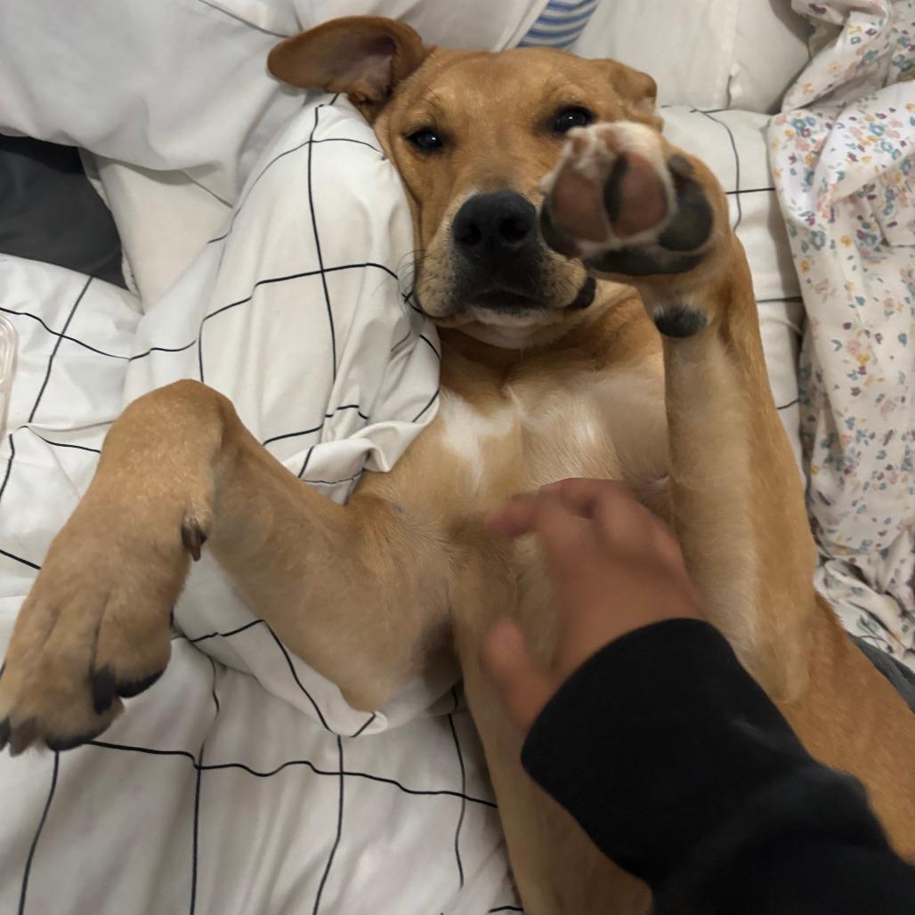 Cici - Home to Home, Adoptable, Adult Female Carolina Dog.