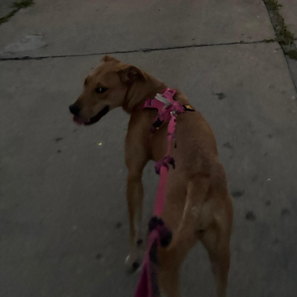 Enlarge Cici - Home to Home, a Adoptable Carolina Dog in South Elgin, IL image 2/5