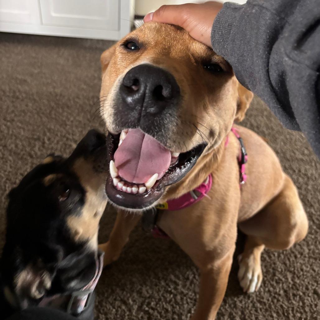 Enlarge Cici - Home to Home, a Adoptable Carolina Dog in South Elgin, IL image 4/5