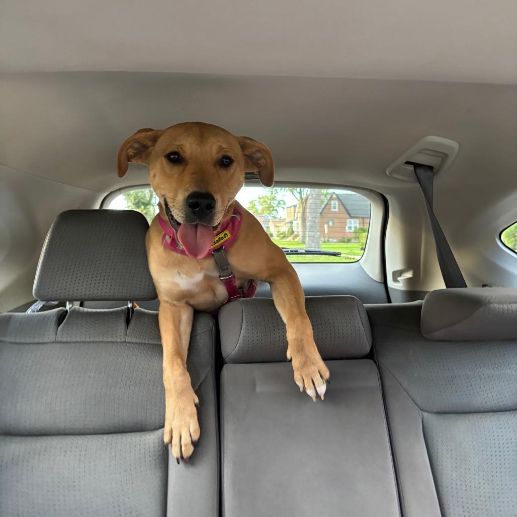 Enlarge Cici - Home to Home, a Adoptable Carolina Dog in South Elgin, IL image 5/5