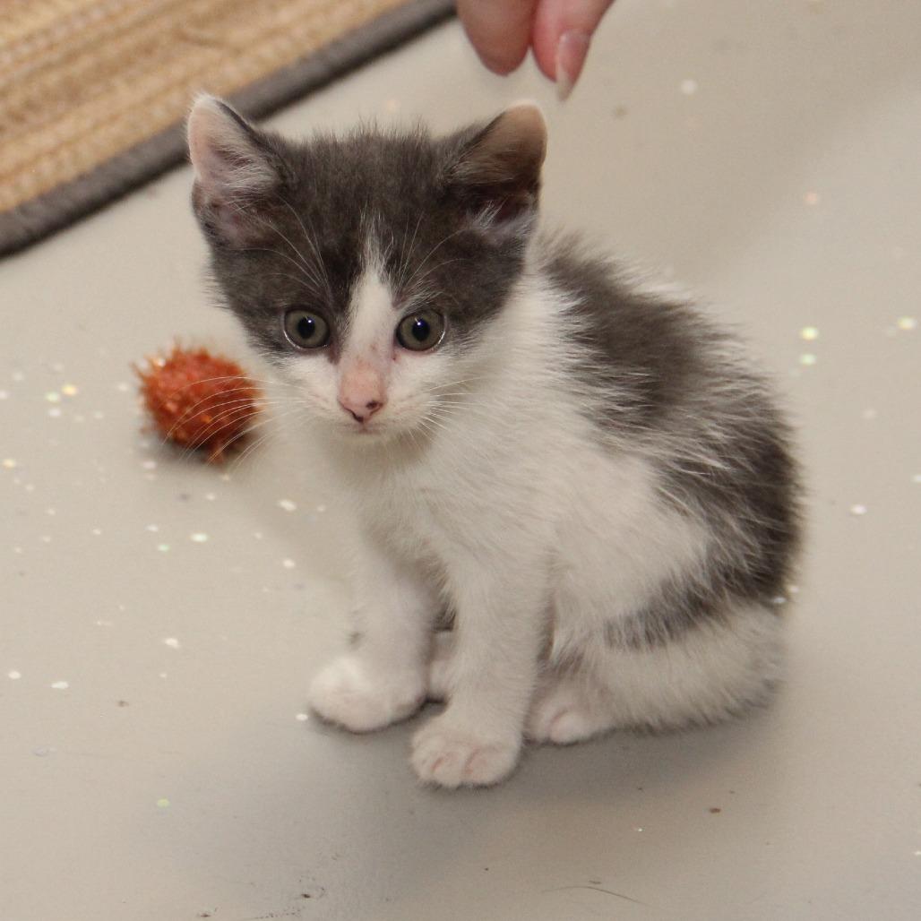 Hercules, Adoptable, Kitten Male Domestic Short Hair.