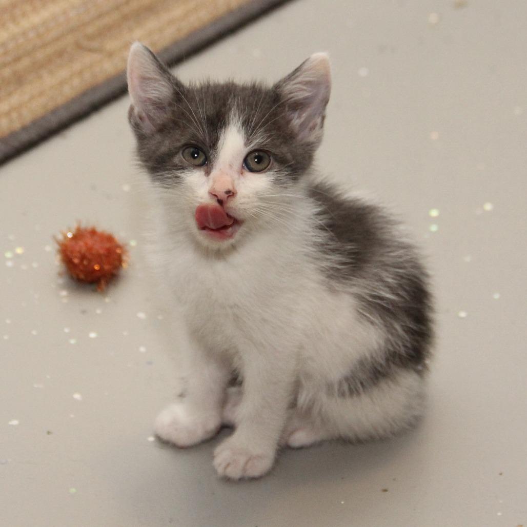 Hercules, a Adoptable Domestic Short Hair in Wichita, KS image 2/4