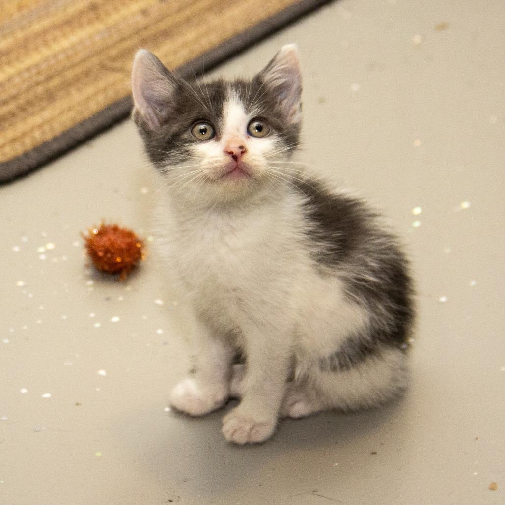 Hercules, a Adoptable Domestic Short Hair in Wichita, KS image 3/4