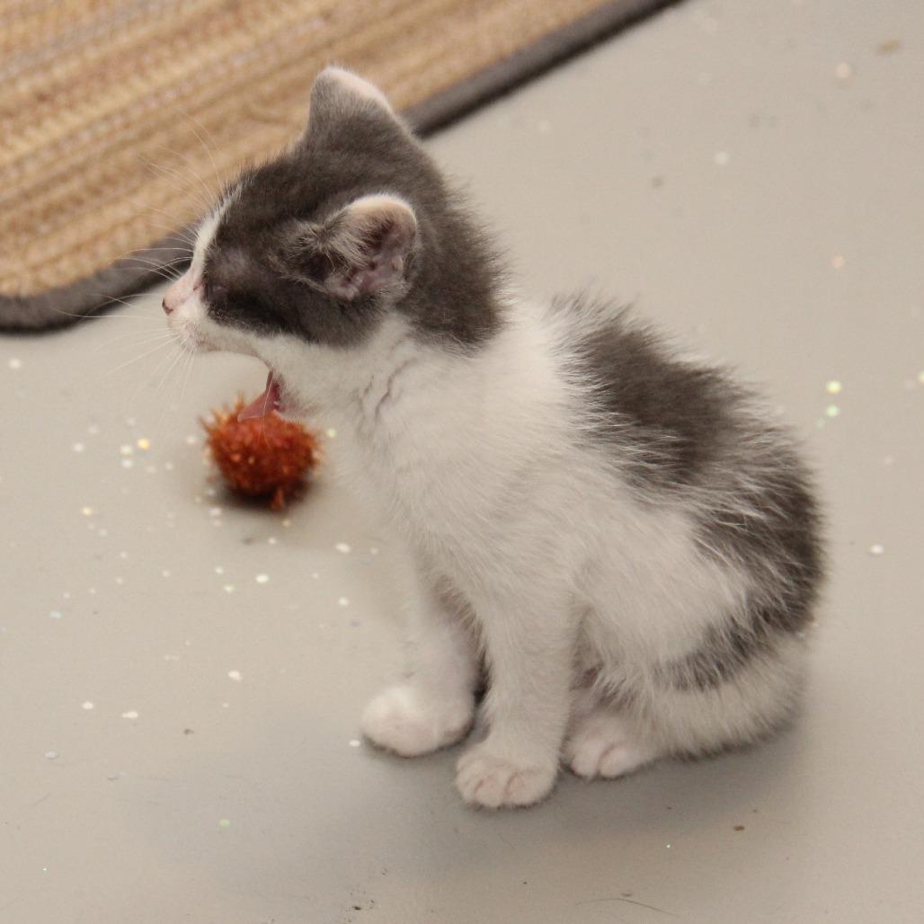 Hercules, a Adoptable Domestic Short Hair in Wichita, KS image 4/4