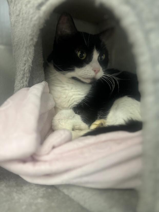Enlarge Piper, a Adoptable Domestic Short Hair in Colonial Heights, VA image 1/1
