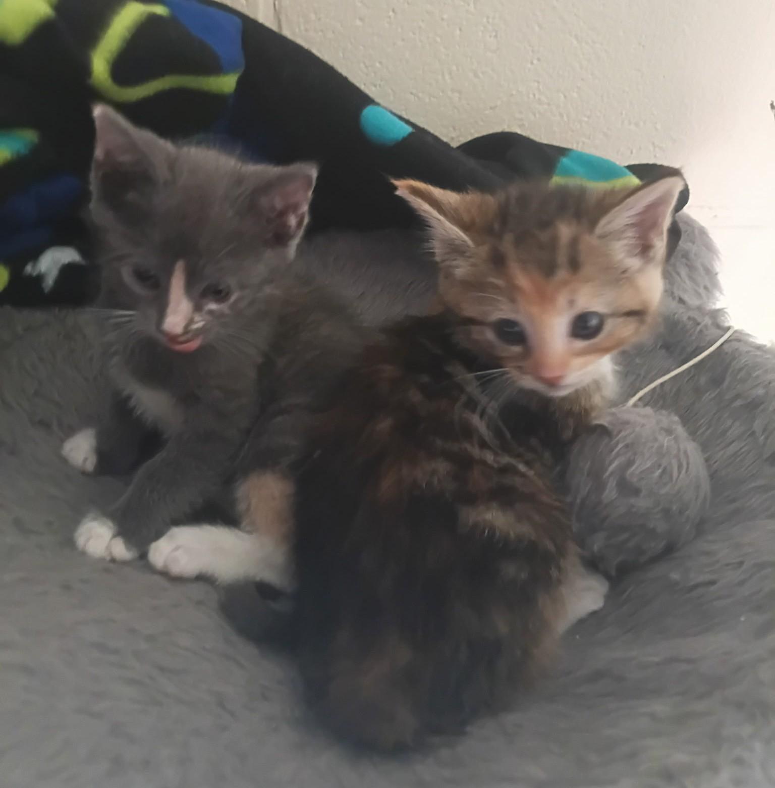 Edith & Ethel, Adoptable, Young Female Domestic Short Hair.