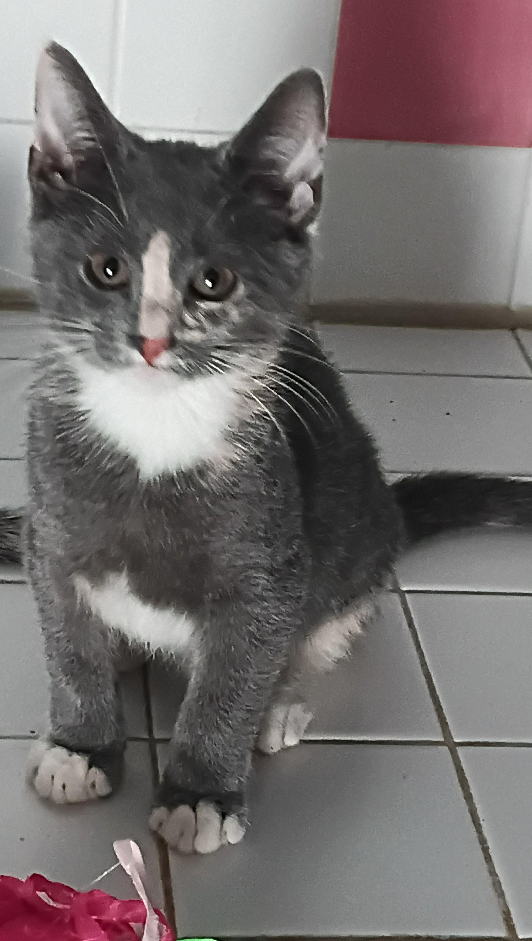 Enlarge Edith & Ethel, a Adoptable Domestic Short Hair in Franklinville, NJ image 3/3