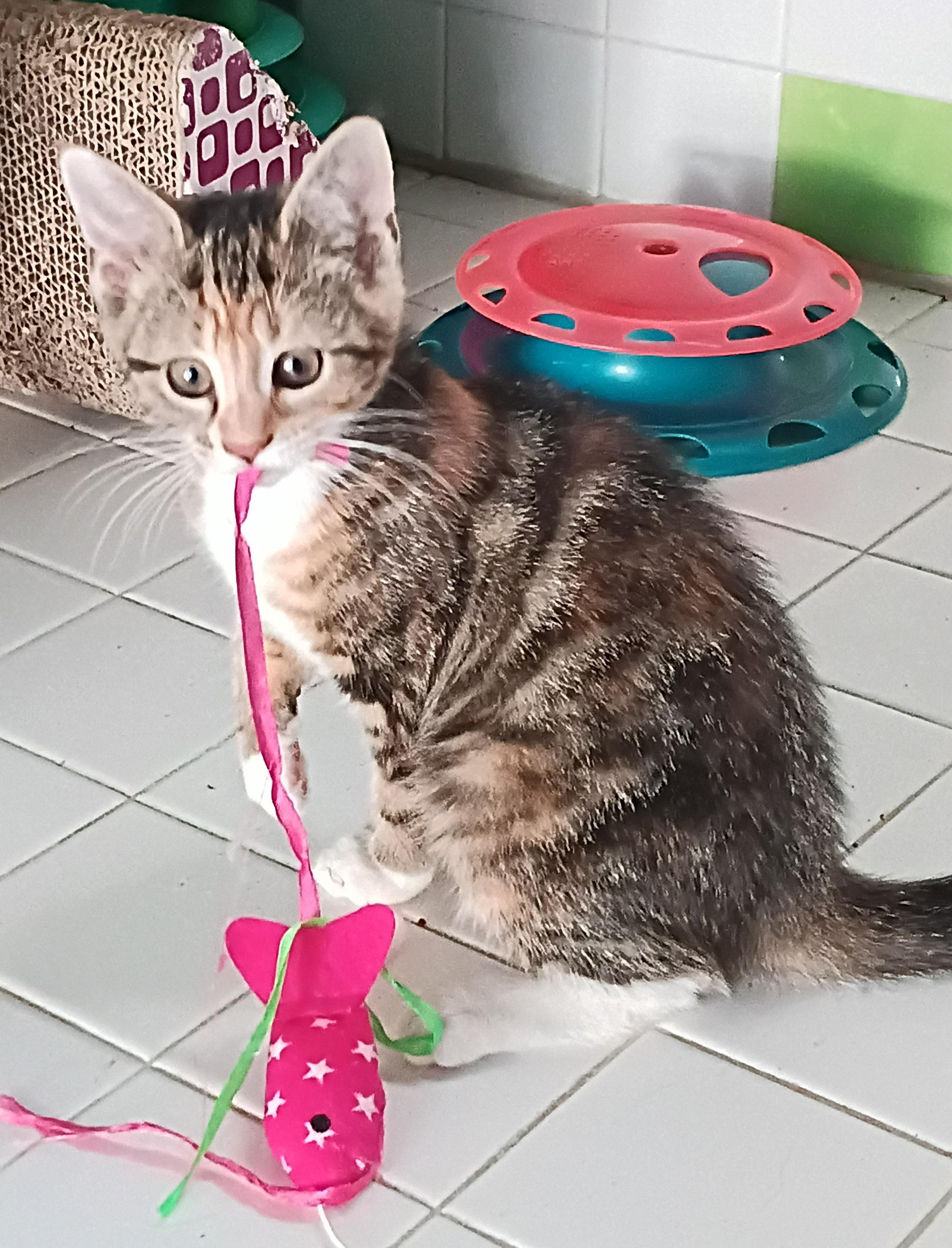Enlarge Edith & Ethel, a Adoptable Domestic Short Hair in Franklinville, NJ image 2/3