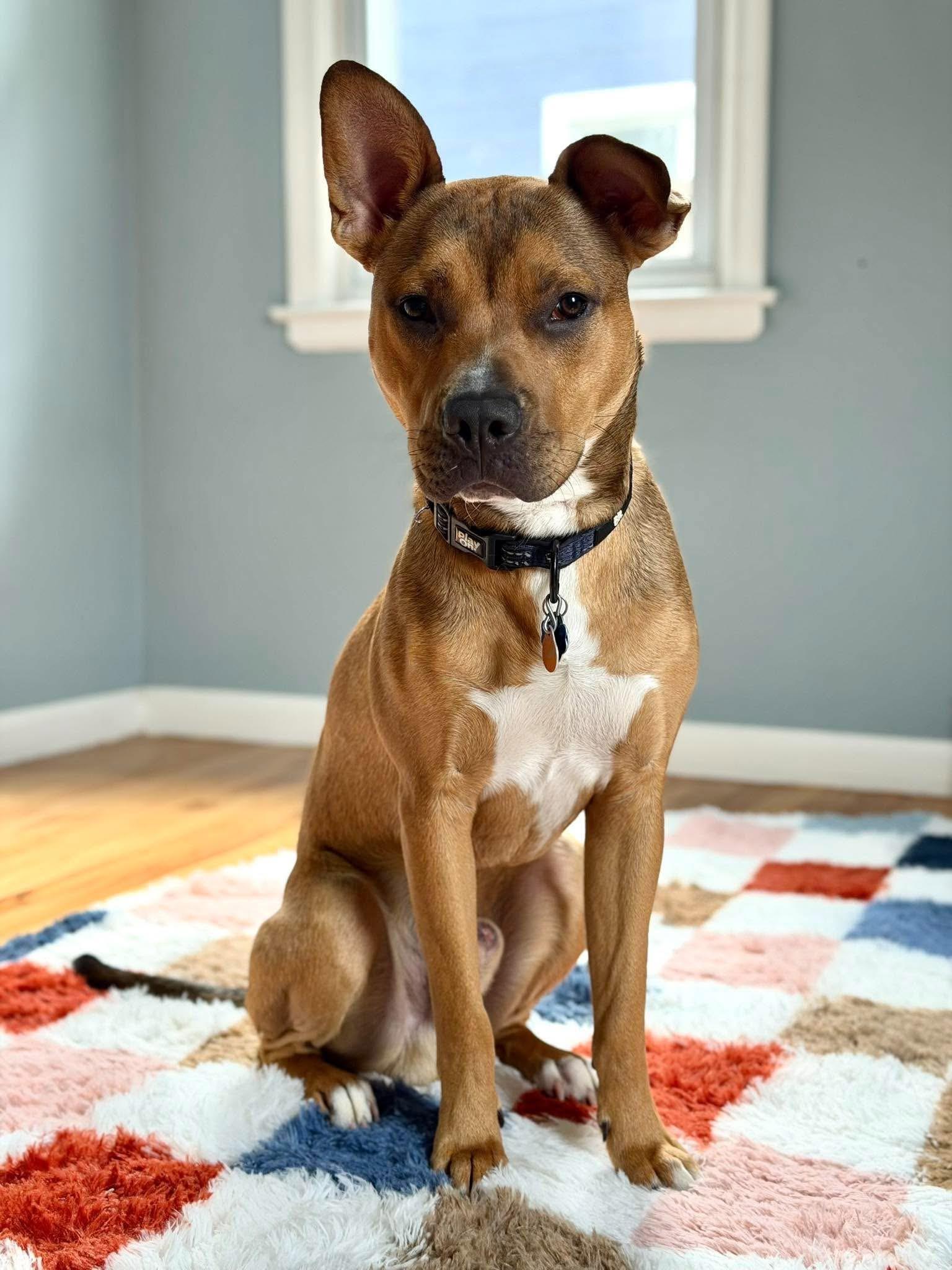 Clyde, Adoptable, Young Male Mixed Breed.