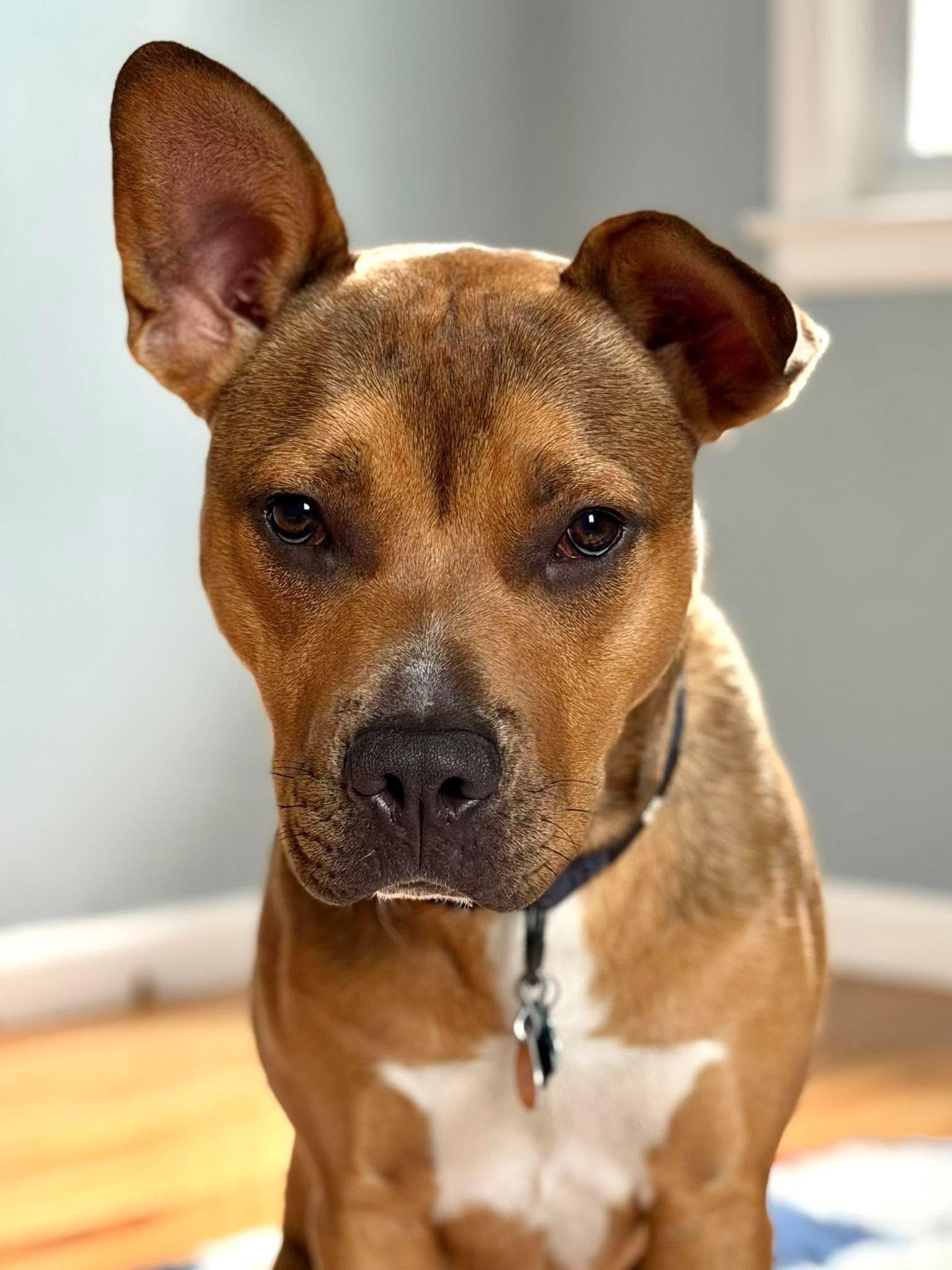 Enlarge Clyde, a Adoptable mixed breed in Pleasant Ridge, MI image 2/2