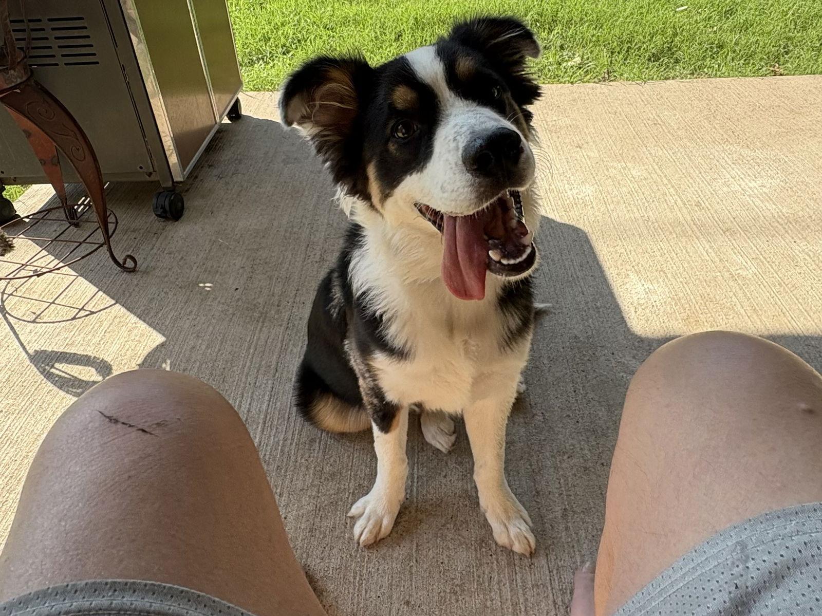 Brody, Adopted, Young Male Australian Shepherd.