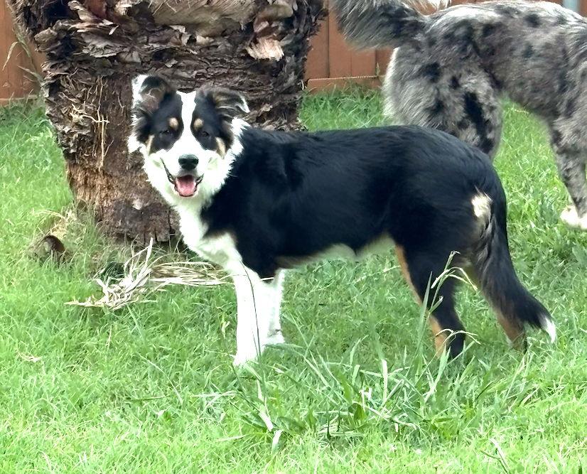 Brody, a Adopted Australian Shepherd in Dallas, TX image 2/3