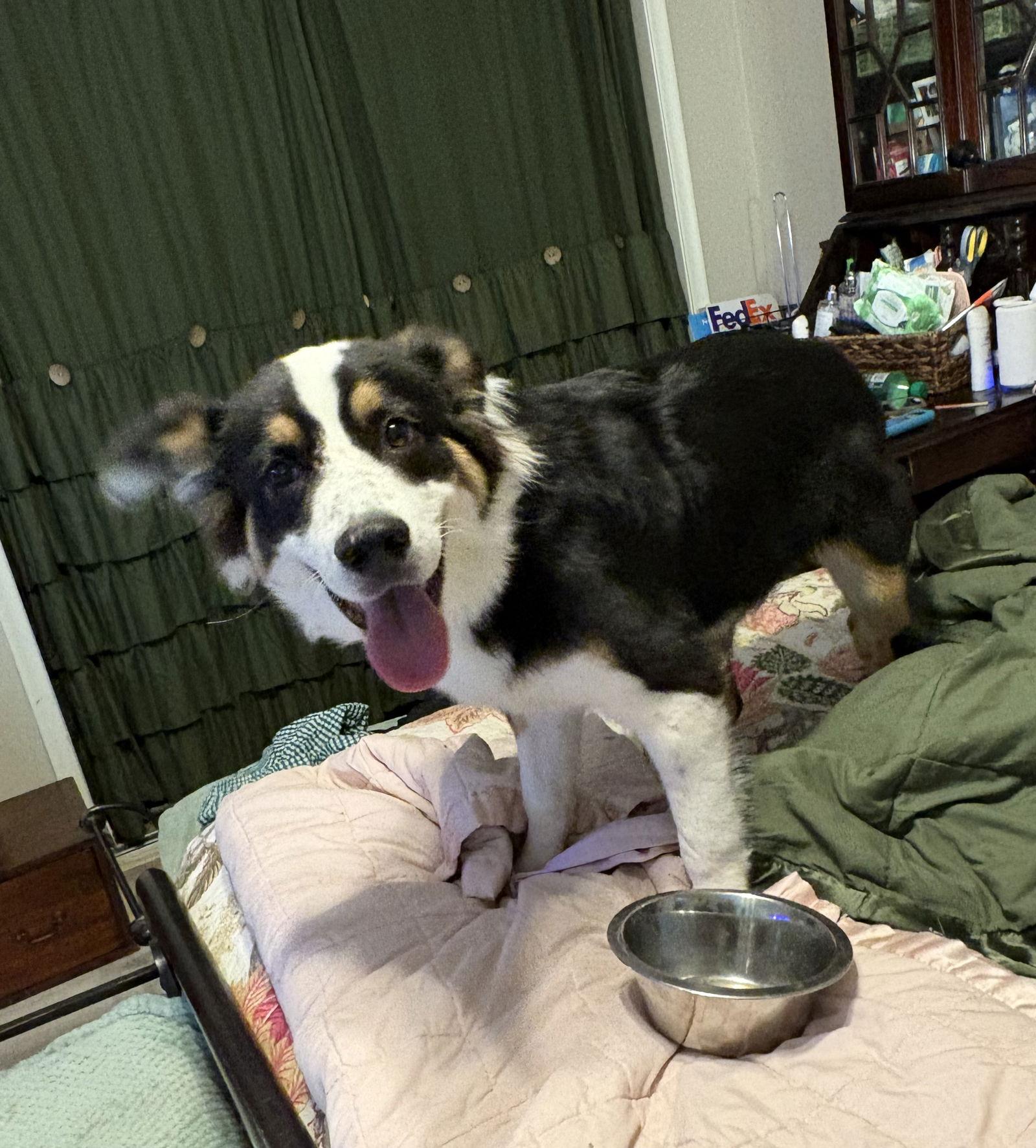 Brody, a Adopted Australian Shepherd in Dallas, TX image 3/3