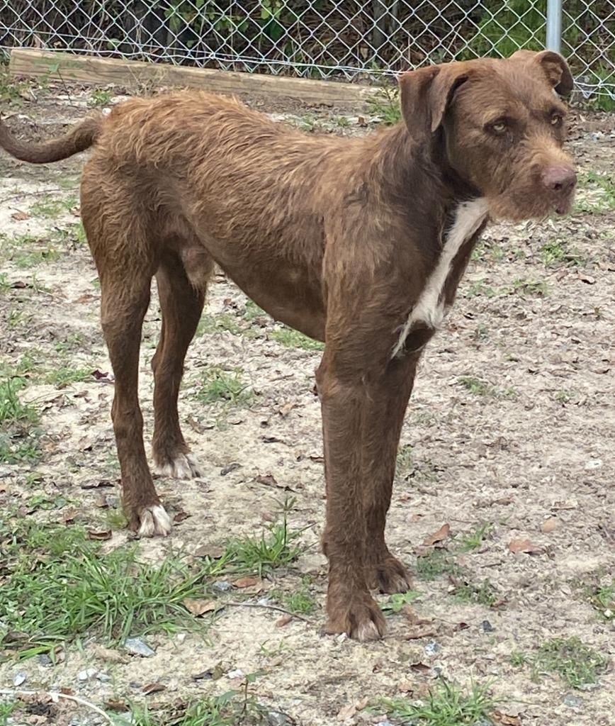 Enlarge Hersey, a Adopted German Wirehaired Pointer in Lakeland, GA image 1/1