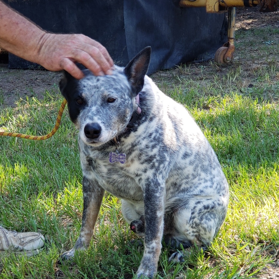 Toby — thumbnail 3