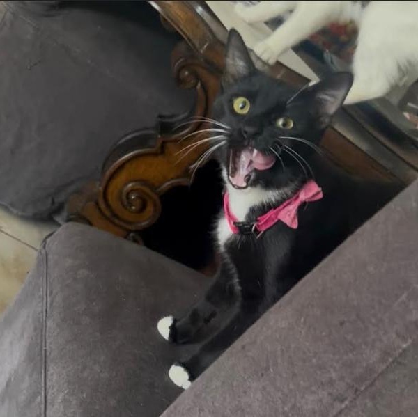 Cleo aka Love, an adopted Domestic Short Hair in Orange, CA image 1/3