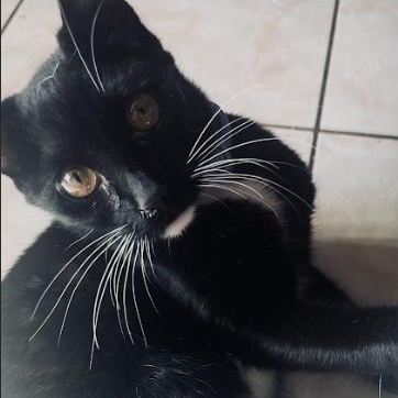 Cleo aka Love, an adopted Domestic Short Hair in Orange, CA image 2/3