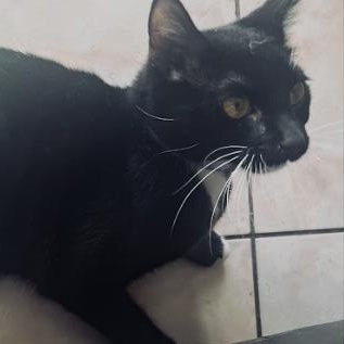 Cleo aka Love, an adopted Domestic Short Hair in Orange, CA image 3/3