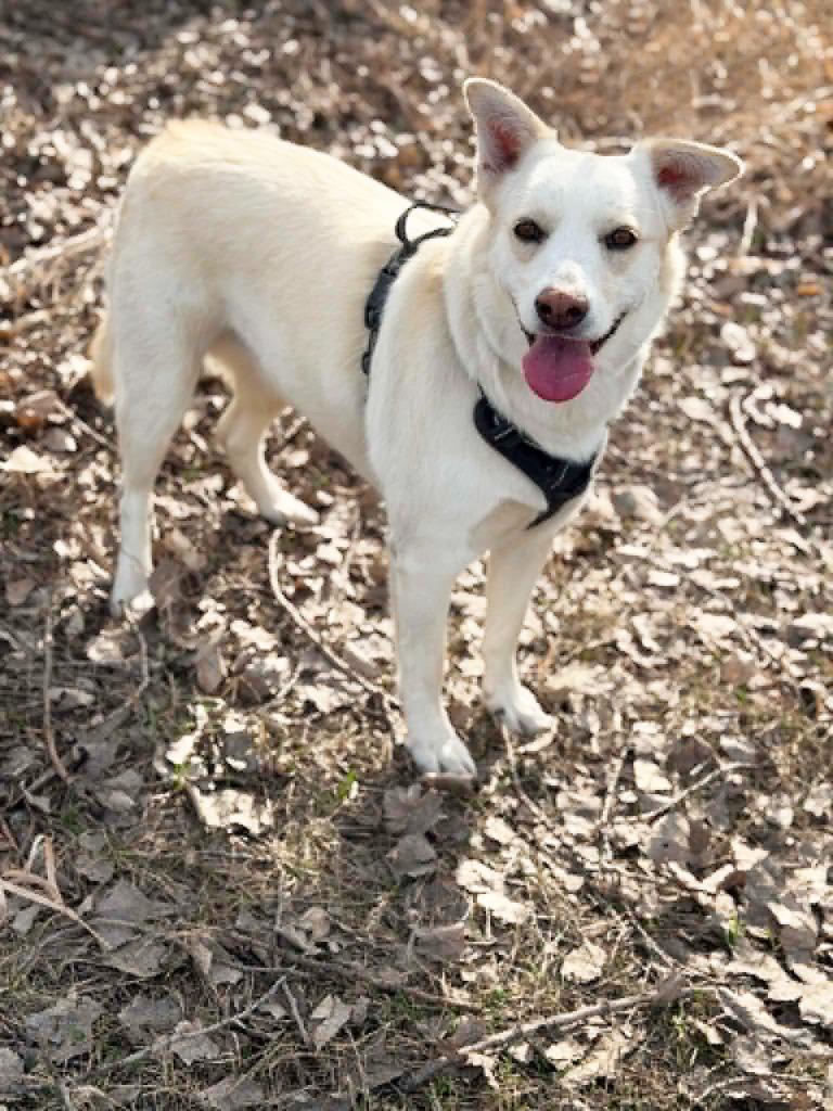 Enlarge Betty White, a Adoptable mixed breed in Savage, MN image 1/6