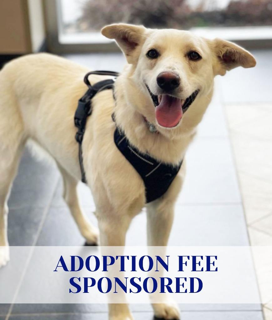 Enlarge Betty White, a Adoptable mixed breed in Savage, MN image 2/6