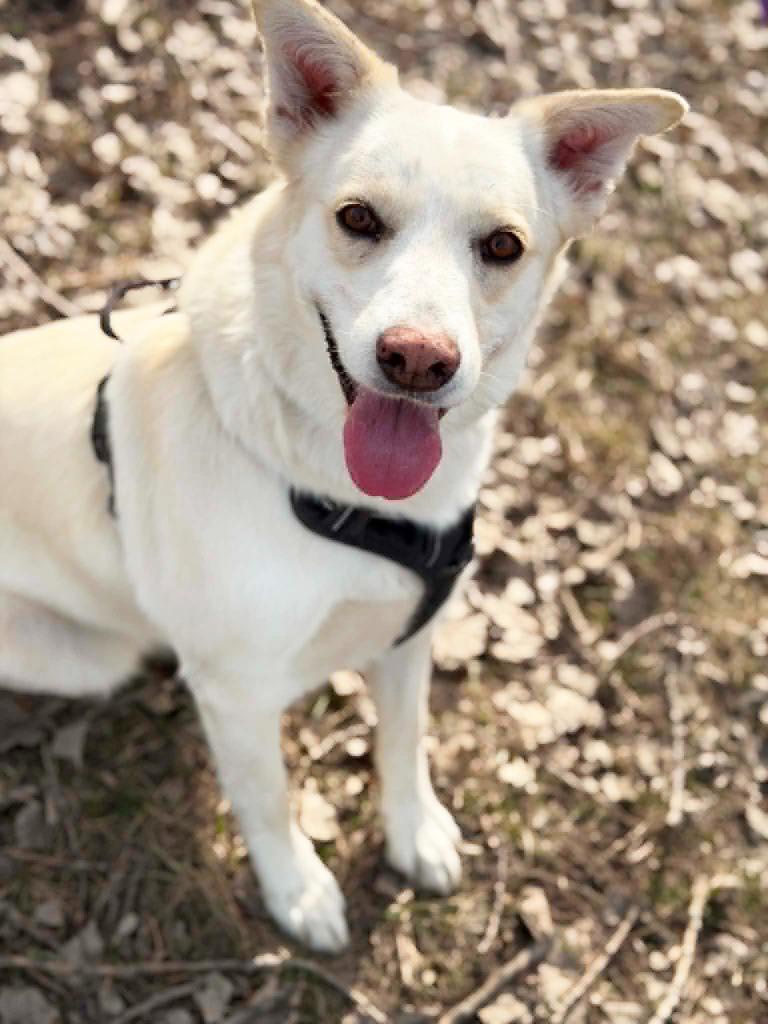 Enlarge Betty White, a Adoptable mixed breed in Savage, MN image 3/6