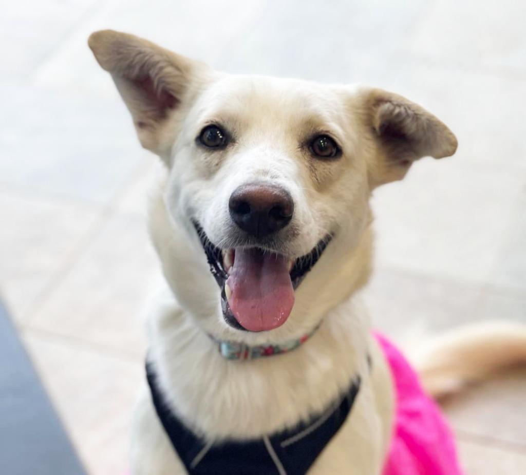 Enlarge Betty White, a Adoptable mixed breed in Savage, MN image 4/6