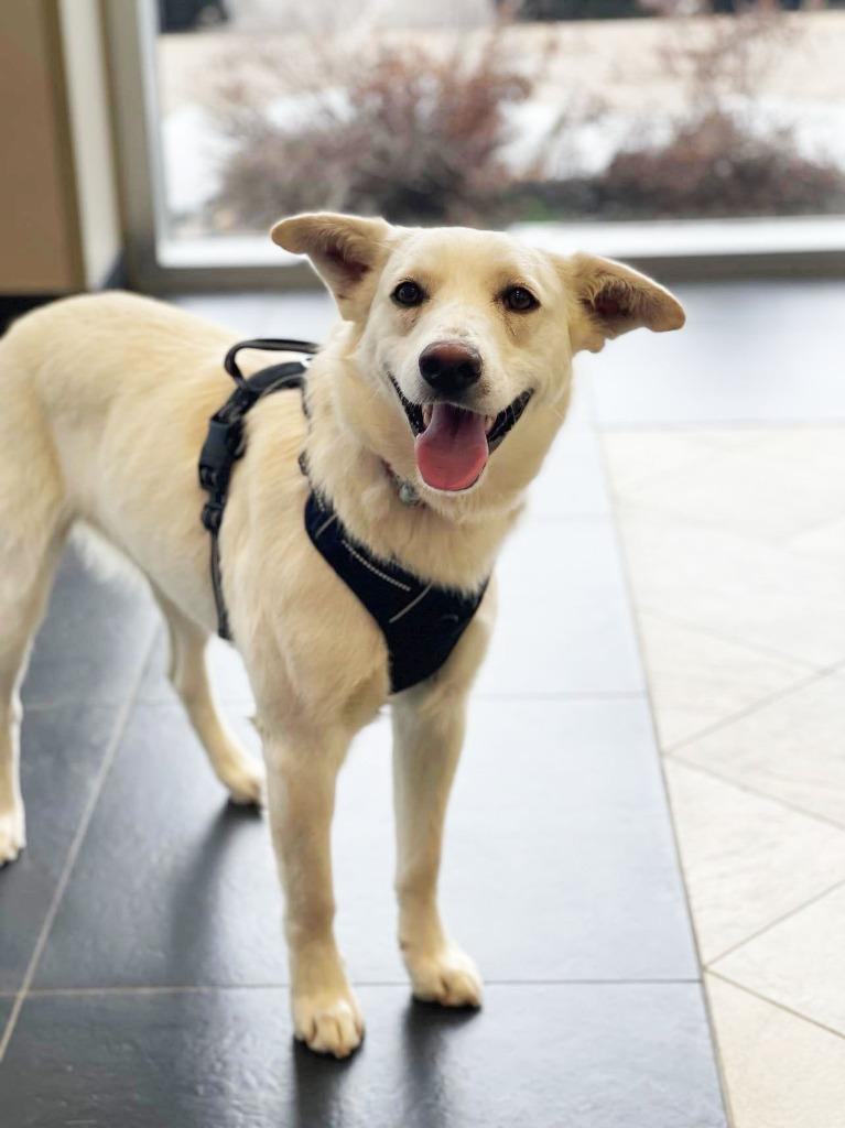 Enlarge Betty White, a Adoptable mixed breed in Savage, MN image 5/6