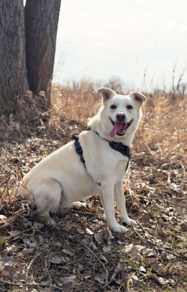 Enlarge Betty White, a Adoptable mixed breed in Savage, MN image 6/6