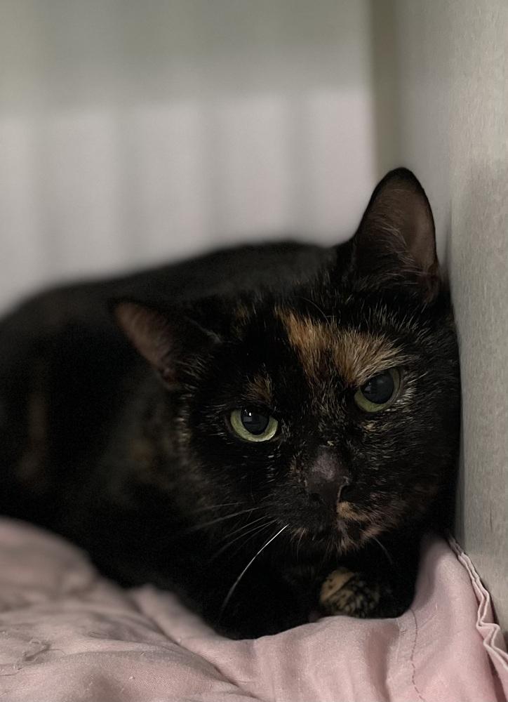 Buffy, Adoptable, Senior Female Domestic Short Hair & Domestic Short Hair.