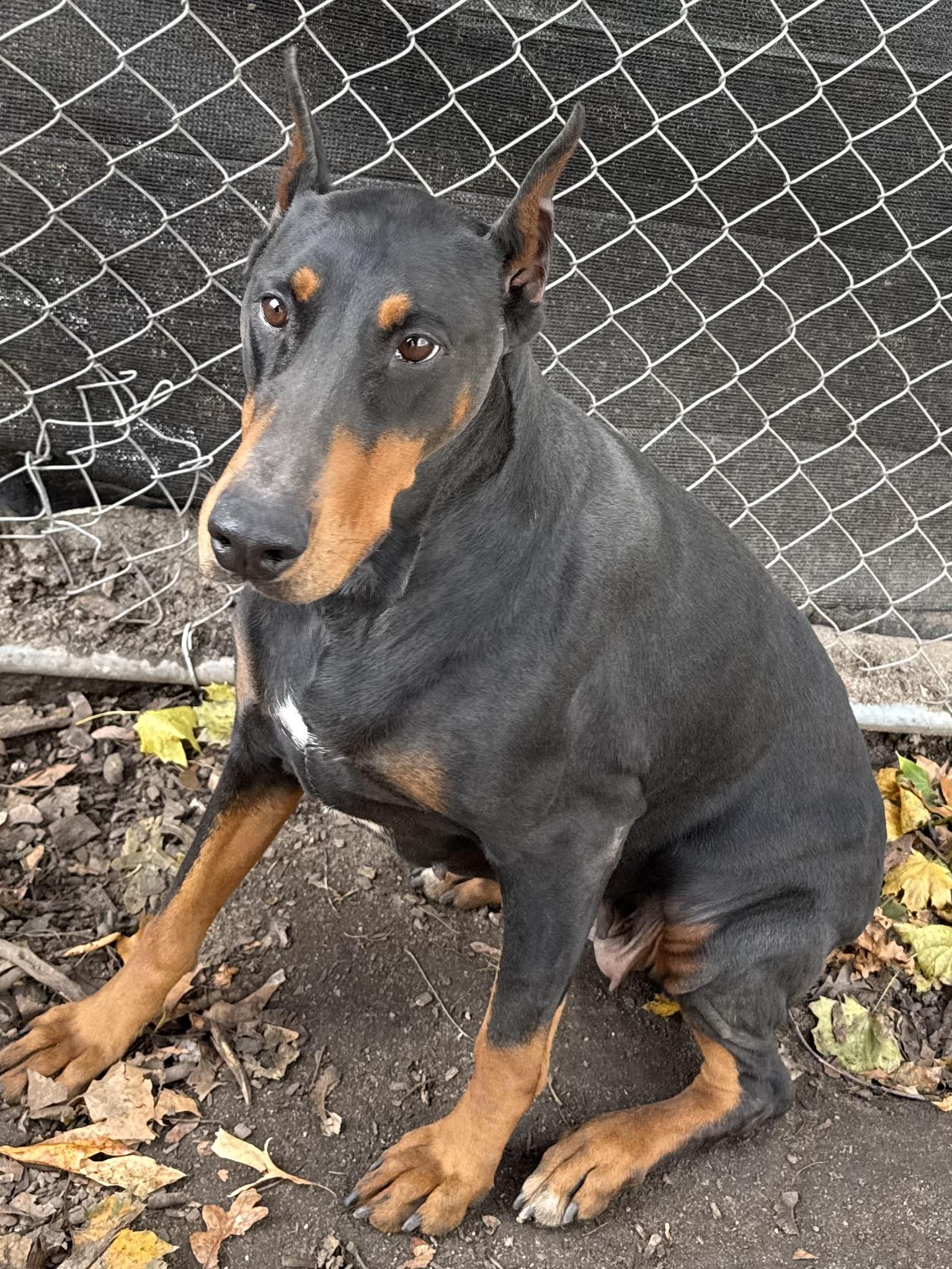 Bella, Adoptable, Adult Female Doberman Pinscher.