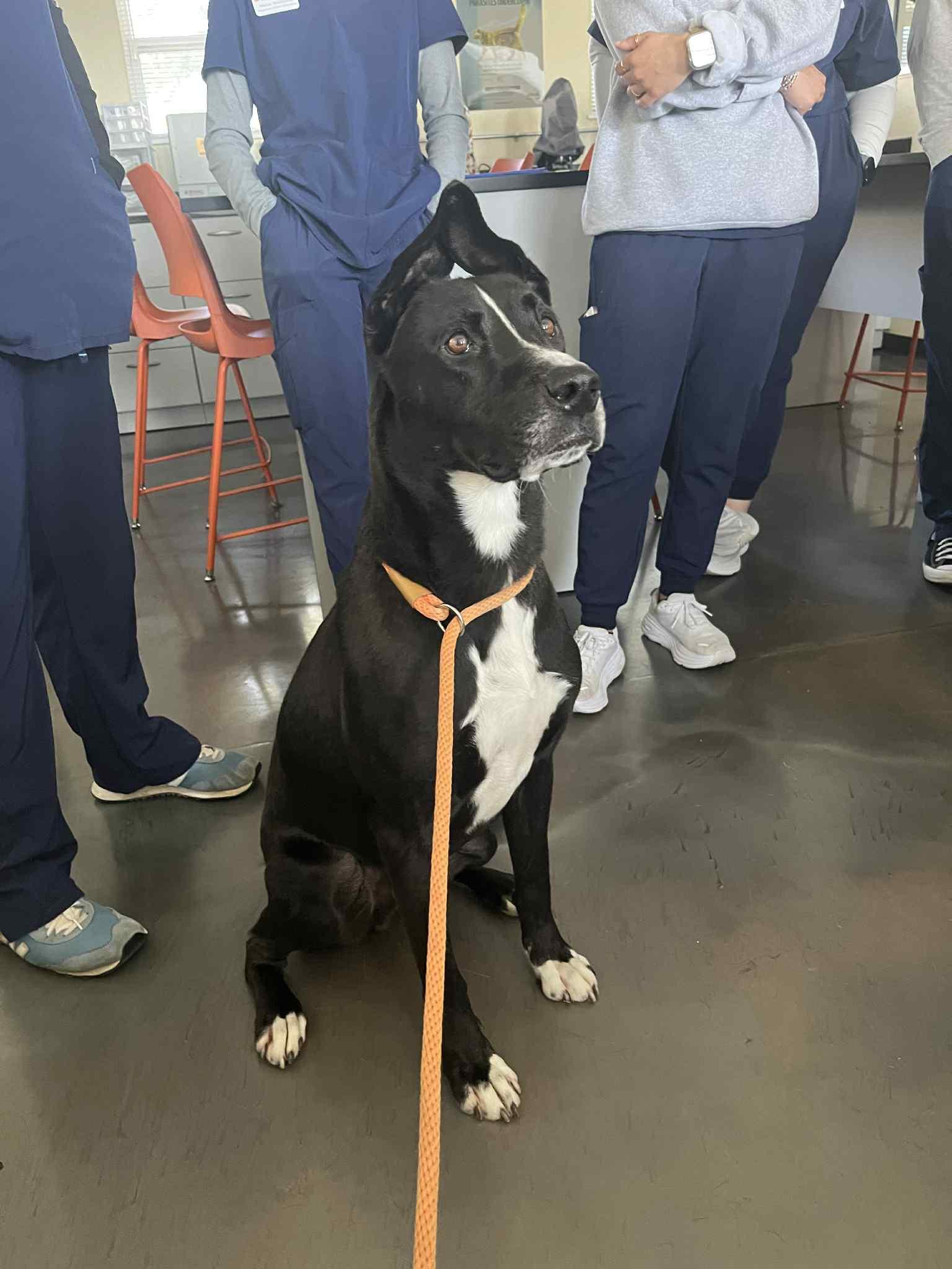 Chance, an adoptable Mixed Breed in Greenfield, TN, 38230 | Photo Image 3