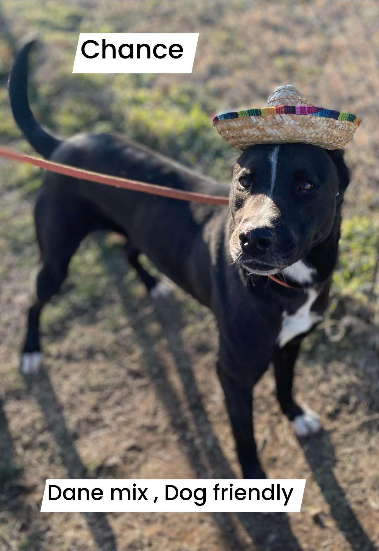 Chance, an adoptable Mixed Breed in Greenfield, TN, 38230 | Photo Image 1