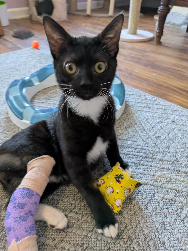 Icee26, Adoptable, Kitten Male Domestic Short Hair.