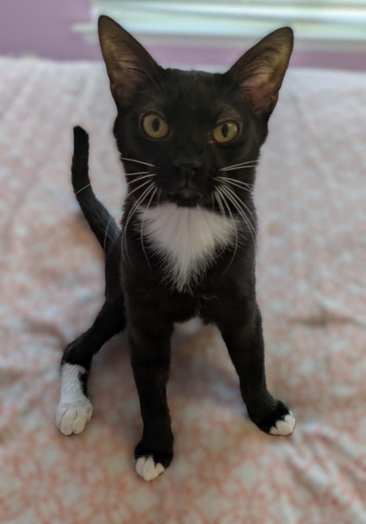 Enlarge Icee26, a Adoptable mixed breed in Youngsville, NC image 2/4