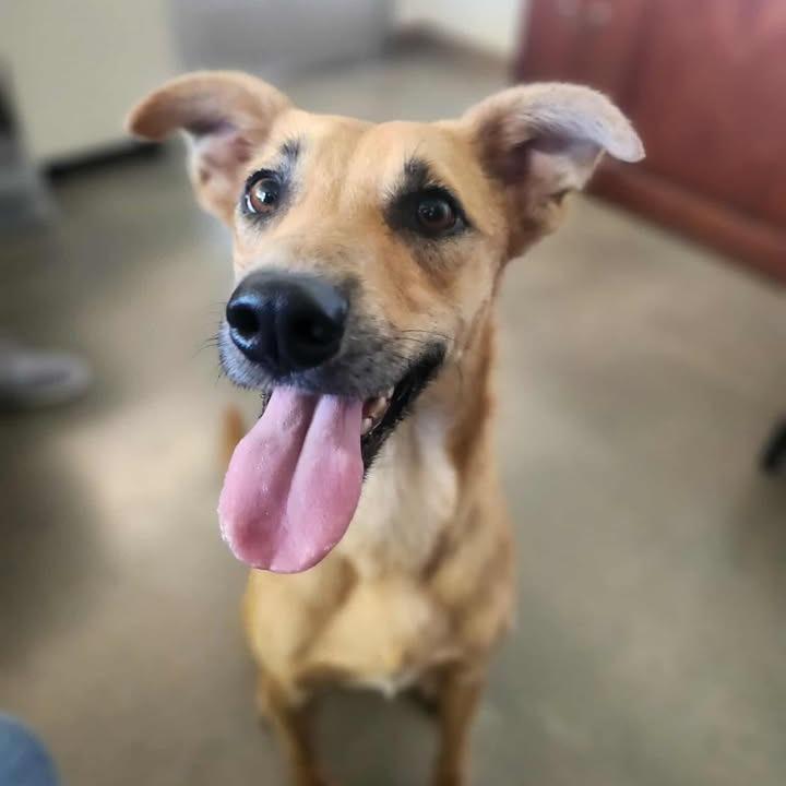 Delilah, Adoptable, Adult Female Hound & Mixed Breed.