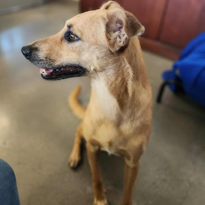 Enlarge Delilah, a Adoptable mixed breed in Vinita, OK image 2/4