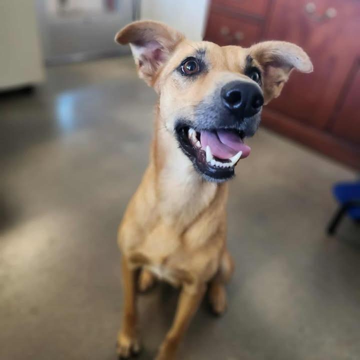 Enlarge Delilah, a Adoptable mixed breed in Vinita, OK image 3/4