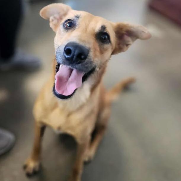 Enlarge Delilah, a Adoptable mixed breed in Vinita, OK image 4/4