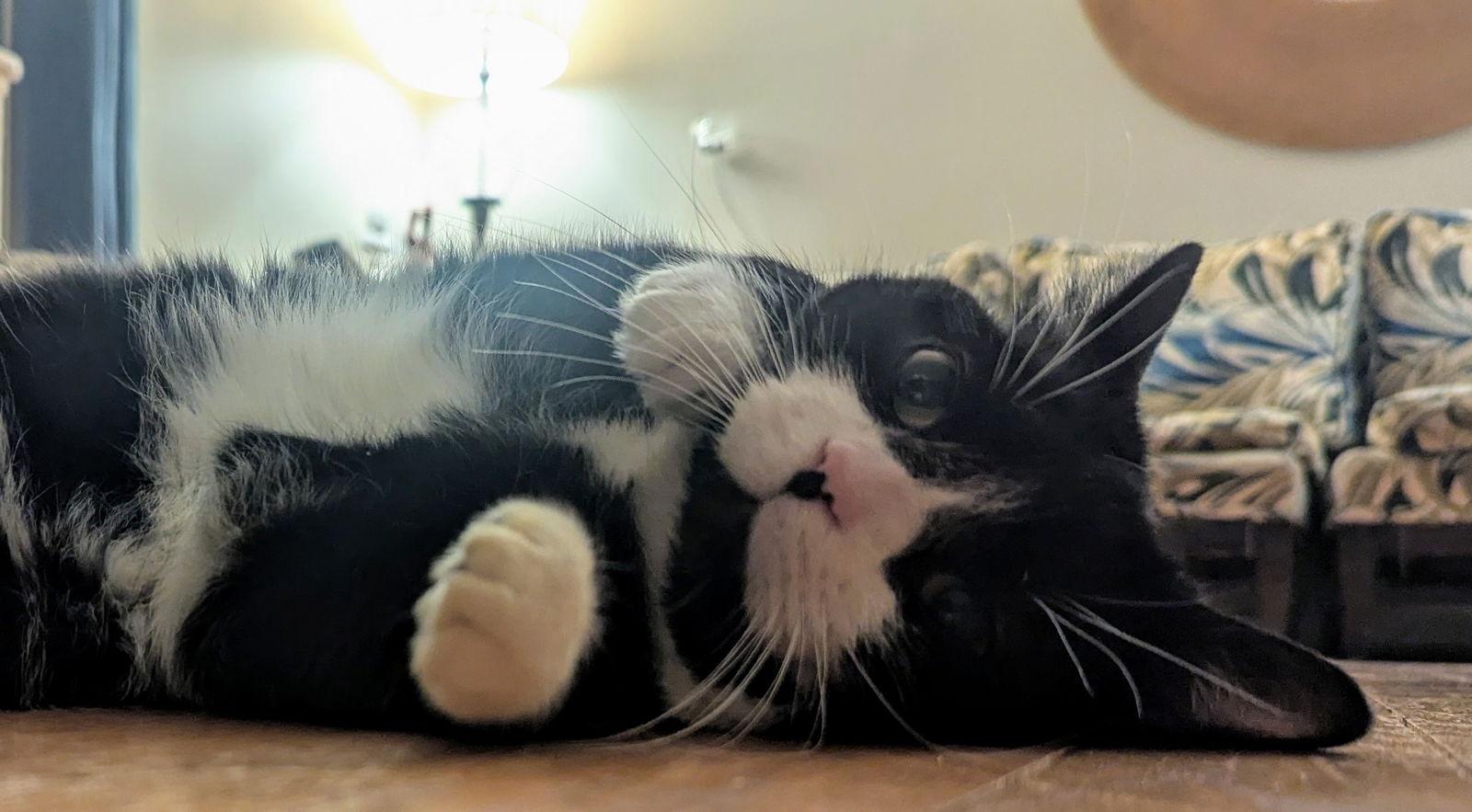 Honey, Adoptable, Young Female American Shorthair & Tuxedo.