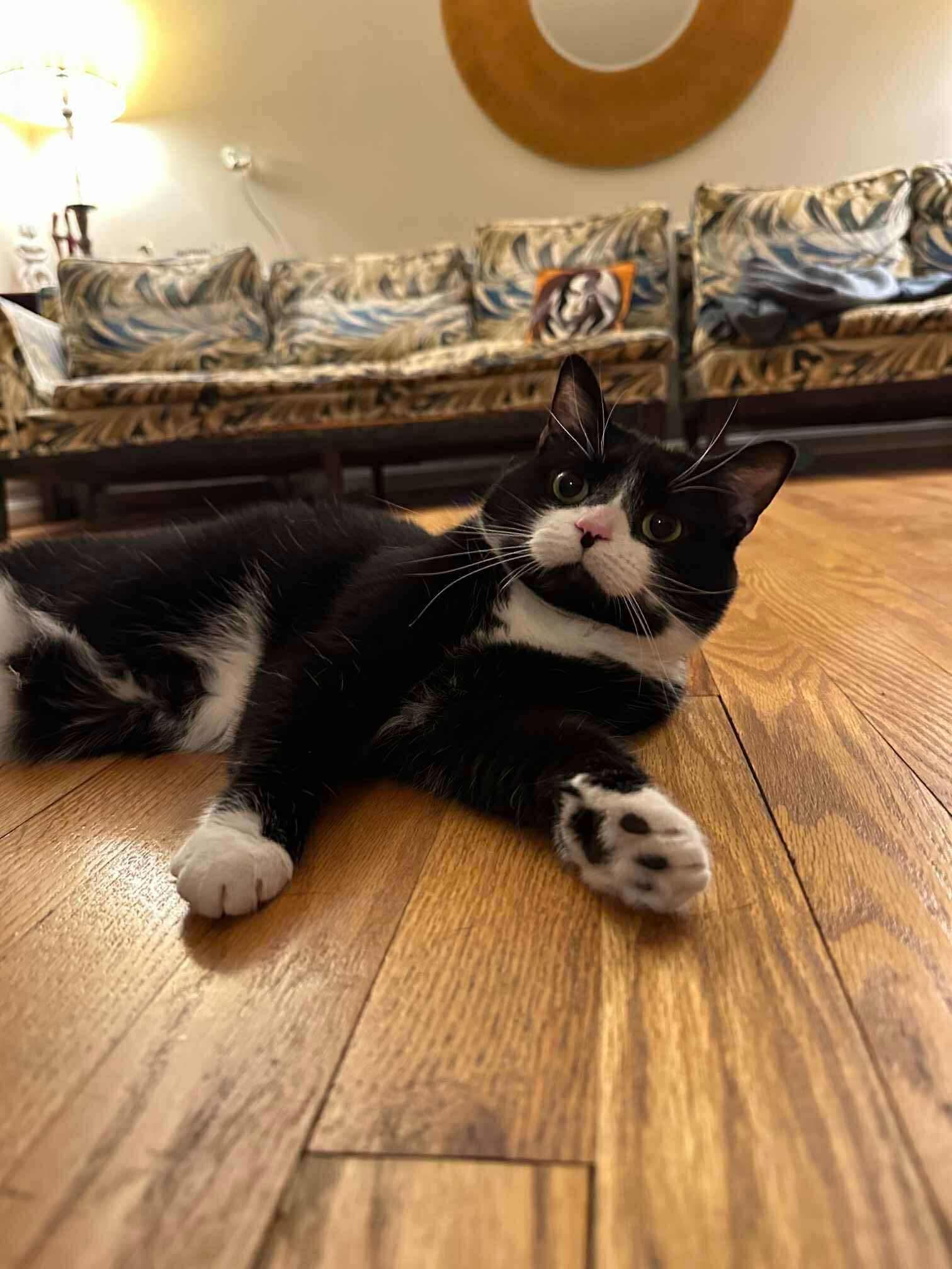 Honey, Adoptable, Young Female American Shorthair & Tuxedo.