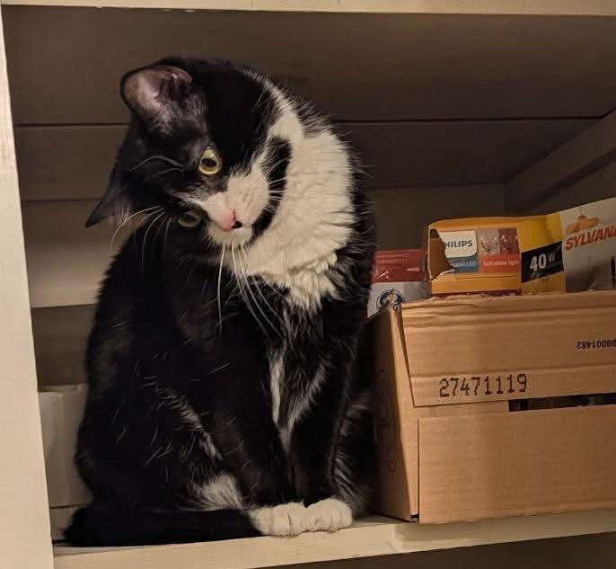 Honey, a Adoptable mixed breed in Rockville, MD image 2/3