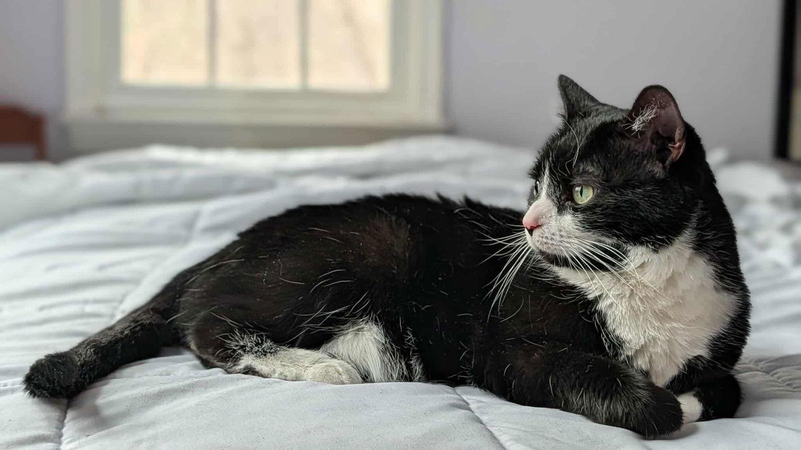 Enlarge Honey, a Adopted mixed breed in Rockville, MD image 2/3