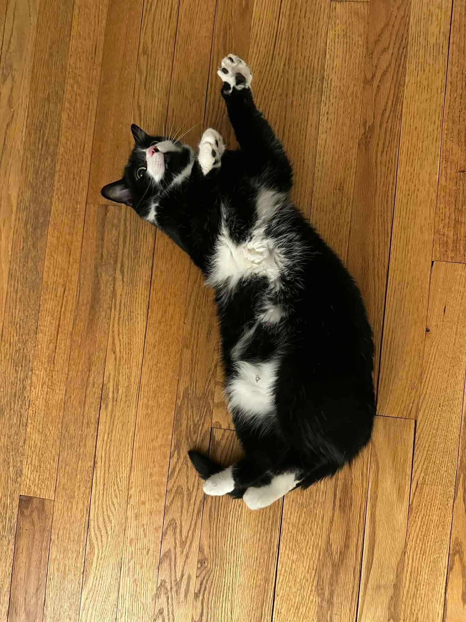 Honey, a Adoptable mixed breed in Rockville, MD image 3/3