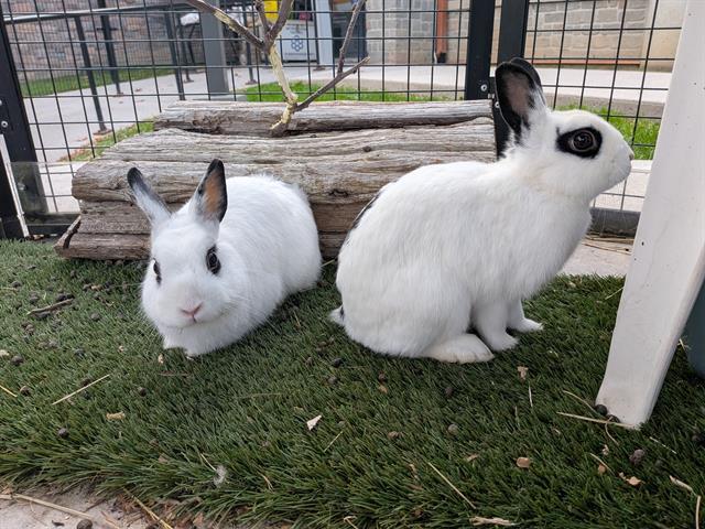 WILLOW, Adoptable, Adult Female Hotot.